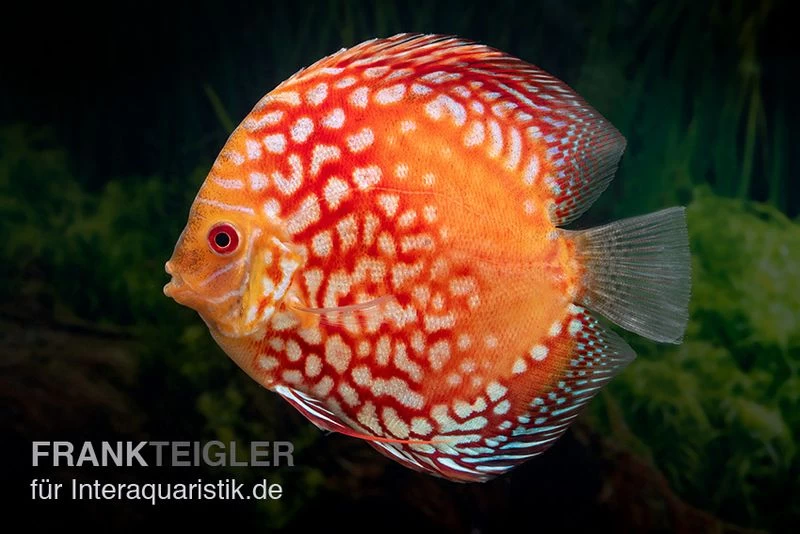 Diskusfisch ASIA-NZ, Symphysodon discus Red Magic Diskusfisch ASIA-NZ, Symphysodon Discus Red Magic -Interaquaristik Verkäufe Symphysodon aequifasciatus Red Magic