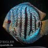 Diskusfisch ASIA-NZ, Symphysodon Discus Red Spotted Green -Interaquaristik Verkäufe Symphysodon aequifasciatus Red Spotted Green 4