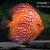 Diskusfisch ASIA-NZ, Symphysodon Discus Red Stone (Fire Stone) -Interaquaristik Verkäufe Symphysodon aequifasciatus Red Stone