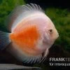 Diskusfisch ASIA-NZ, Symphysodon Discus Red White -Interaquaristik Verkäufe Symphysodon aequifasciatus Red and White 8