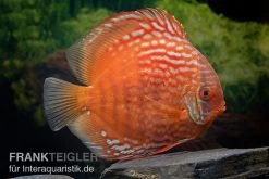 Diskusfisch ASIA-NZ, Symphysodon Discus Tiger Snake -Interaquaristik Verkäufe Symphysodon aequifasciatus Tiger Snake 4