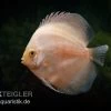 Diskusfisch ASIA-NZ, Symphysodon Discus White Diamond 2 Diskusfisch ASIA-NZ, Symphysodon Discus White Diamond -Interaquaristik Verkäufe Symphysodon aequifasciatus White Diamond 1