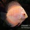 Diskusfisch ASIA-NZ, Symphysodon Discus White Scorpion 2 Diskusfisch ASIA-NZ, Symphysodon Discus White Scorpion -Interaquaristik Verkäufe Symphysodon aequifasciatus White Scorpion 2