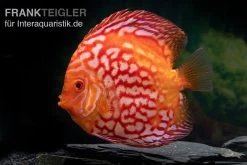 Diskusfisch ASIA-NZ, Symphysodon Discus Red Stone (Fire Stone) 3 Diskusfisch ASIA-NZ, Symphysodon Discus Red Stone (Fire Stone) -Interaquaristik Verkäufe Symphysodon aequifasciatus redstone