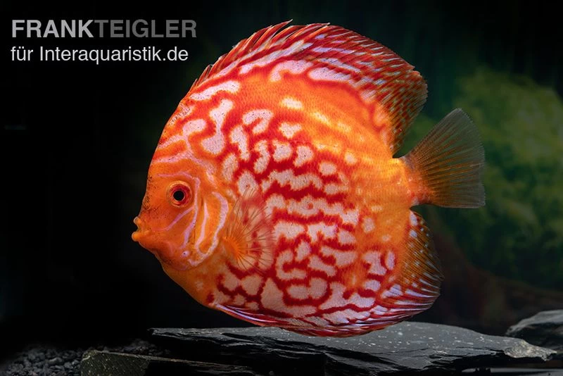 Diskusfisch ASIA-NZ, Symphysodon discus Red Stone (Fire Stone) Diskusfisch ASIA-NZ, Symphysodon Discus Red Stone (Fire Stone) -Interaquaristik Verkäufe Symphysodon aequifasciatus redstone