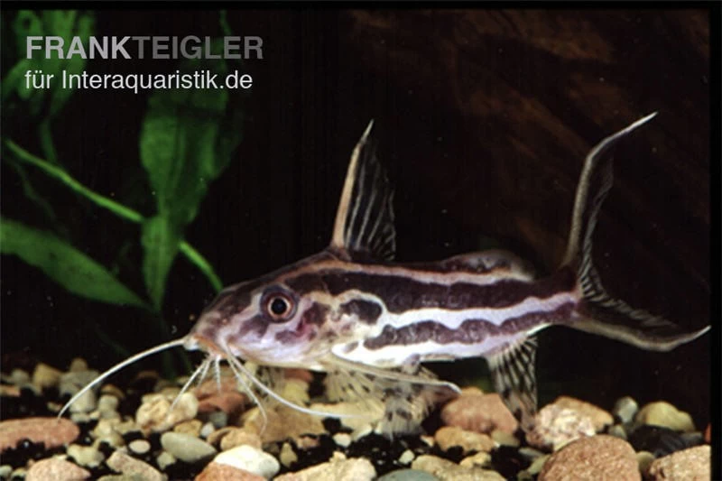 Gelbbinden-Fiederbartwels, Synodontis flavitaeniatus Gelbbinden-Fiederbartwels, Synodontis Flavitaeniatus -Interaquaristik Verkäufe Synodontis flavitaeniatus