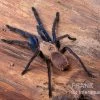 Tarantula, Ornithoctonus Sp. "Thailand" XL -Interaquaristik Verkäufe Tarantula Ornithoctonus sp Thailand 1