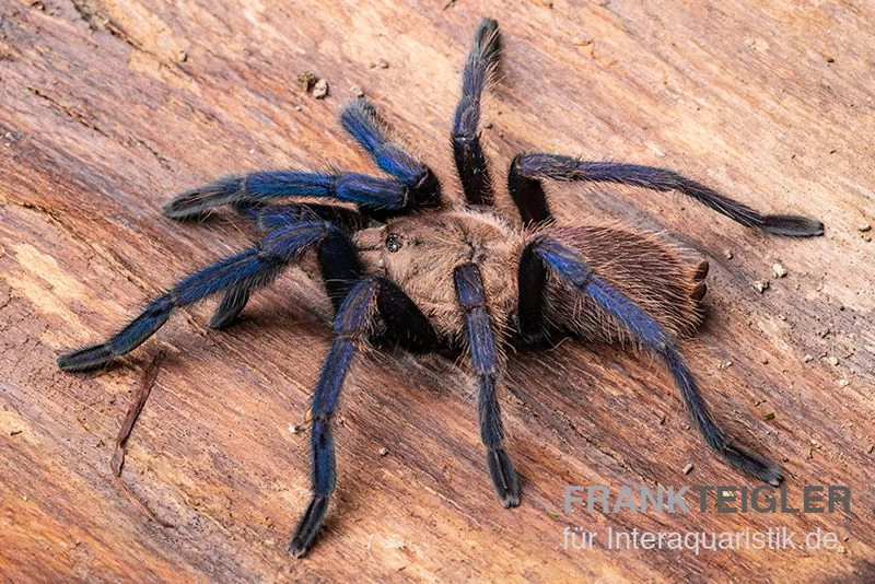 Tarantula, Ornithoctonus sp. "Thailand" XL Tarantula, Ornithoctonus Sp. "Thailand" XL -Interaquaristik Verkäufe Tarantula Ornithoctonus sp Thailand 2