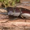 Taurus-Panzerkopfkäfer, Dorcus Taurus -Interaquaristik Verkäufe Taurus Panzerkopfkaefer Dorcus taurus 1