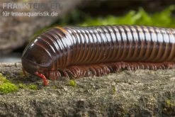 Westafrikanischer Tausendfüßer, Telodeinopus Assiensis -Interaquaristik Verkäufe Telodeinopus assiensis westafrikanischer Tausendfue