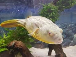 Nilkugelfisch, Tetraodon Fahaka (lineatus) -Interaquaristik Verkäufe Tetraodon fahaka 1