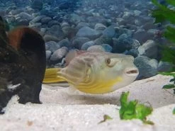 Nilkugelfisch, Tetraodon Fahaka (lineatus) -Interaquaristik Verkäufe Tetraodon fahaka 3