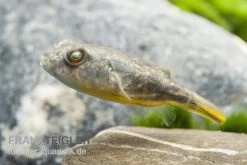 Nilkugelfisch, Tetraodon Fahaka (lineatus) -Interaquaristik Verkäufe Tetraodon lineatus