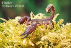 Thailand Zwergskorpion, Chaerilus Sp. Thailand -Interaquaristik Verkäufe Thailand Zwergskorpion Chaerilus sp Thailand 3