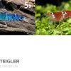 TiBee Starterpack: 5 X Blaue Tigergarnele + 5 X Crystal Red Garnele -Interaquaristik Verkäufe TiBee Starterpack 5 x Blaue Tigergarnele 5 x Crysta