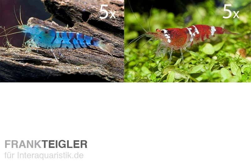 TiBee Starterpack: 5 x Blaue Tigergarnele + 5 x Crystal Red Garnele TiBee Starterpack: 5 X Blaue Tigergarnele + 5 X Crystal Red Garnele -Interaquaristik Verkäufe TiBee Starterpack 5 x Blaue Tigergarnele 5 x Crysta