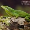 Tiburon Grünanole, Anolis Chlorocyanu 1 Tiburon Grünanole, Anolis Chlorocyanu -Interaquaristik Verkäufe Tiburon Gruenanole Anolis chlorocyanu1