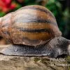Tiger-Achatschnecke, Achatina Achatina -Interaquaristik Verkäufe Tiger Achatschnecke Achatina achatina neu 1