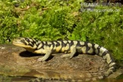 Tigersalamander, Ambystoma Tigrinum Tigrinum -Interaquaristik Verkäufe Tigersalamander Ambystoma tigrinum tigrinum1