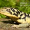Tigersalamander, Ambystoma Tigrinum Tigrinum