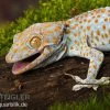 Tokeh, Gekko Gecko -Interaquaristik Verkäufe Tokeh Gekko gecko 1