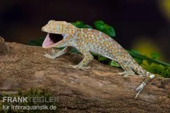 Tokeh, Gekko Gecko -Interaquaristik Verkäufe Tokeh Gekko gecko 3