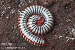 Regenbogentausendfüßer, Tonkinbolus Dollfusi -Interaquaristik Verkäufe Tonkinbolus dollfusi 10