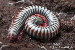 Regenbogentausendfüßer, Tonkinbolus Dollfusi -Interaquaristik Verkäufe Tonkinbolus dollfusi 11