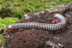 Regenbogentausendfüßer, Tonkinbolus Dollfusi -Interaquaristik Verkäufe Tonkinbolus dollfusi 16
