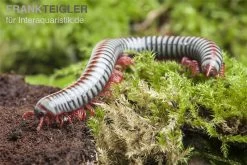 Regenbogentausendfüßer, Tonkinbolus Dollfusi -Interaquaristik Verkäufe Tonkinbolus dollfusi 19