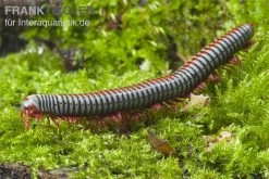 Regenbogentausendfüßer, Tonkinbolus Dollfusi -Interaquaristik Verkäufe Tonkinbolus dollfusi 2