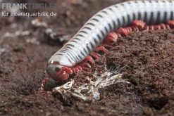 Regenbogentausendfüßer, Tonkinbolus Dollfusi -Interaquaristik Verkäufe Tonkinbolus dollfusi 20