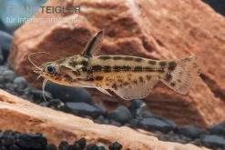 Trugdornwels "Woodcat", Trachelyichthys Exilis -Interaquaristik Verkäufe Trachelyichthys exilis 4