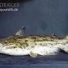 Wurzelwels, Trachelyopterus Galeatus -Interaquaristik Verkäufe Trachelyopterus galeatus