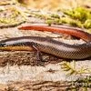 Tüpfellippenskink, Trachylepis Maculilabris -Interaquaristik Verkäufe Tuepfellippenskink Trachylepis maculilabris 1