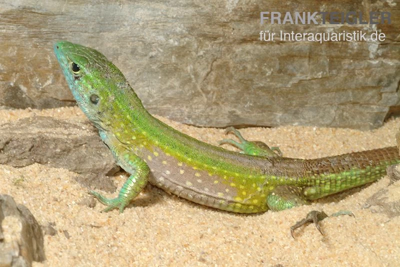 Tüpfelrennechse, Cnemidophorus lemniscatus Tüpfelrennechse, Cnemidophorus Lemniscatus -Interaquaristik Verkäufe Tuepfelrennechse Cnemidophorus lemniscatus 1