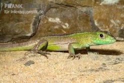 Tüpfelrennechse, Cnemidophorus Lemniscatus 4 Tüpfelrennechse, Cnemidophorus Lemniscatus -Interaquaristik Verkäufe Tuepfelrennechse Cnemidophorus lemniscatus 2