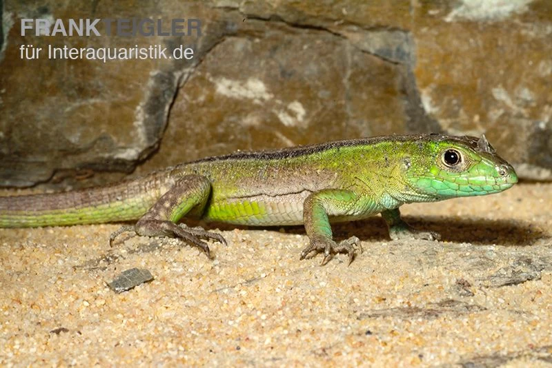 Tüpfelrennechse, Cnemidophorus lemniscatus Tüpfelrennechse, Cnemidophorus Lemniscatus -Interaquaristik Verkäufe Tuepfelrennechse Cnemidophorus lemniscatus 2