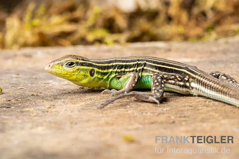 Tüpfelrennechse, Cnemidophorus lemniscatus Tüpfelrennechse, Cnemidophorus Lemniscatus -Interaquaristik Verkäufe Tuepfelrennechse Cnemidophorus lemniscatus weibchen 1