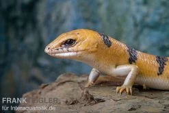 Tunesischer Nachtskink, Scincopus Fasciatus -Interaquaristik Verkäufe Tunesischer Nachtskink Scincopus fasciatus 3