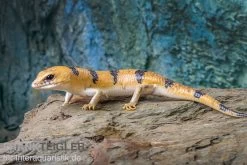 Tunesischer Nachtskink, Scincopus Fasciatus -Interaquaristik Verkäufe Tunesischer Nachtskink Scincopus fasciatus 4