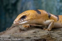 Tunesischer Nachtskink, Scincopus Fasciatus -Interaquaristik Verkäufe Tunesischer Nachtskink Scincopus fasciatus 6