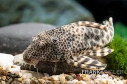Ucayali-Zwergschilderwels, L205, Peckoltia Sp. -Interaquaristik Verkäufe Ucayali Zwergschilderwels L205 Peckoltia sp 1