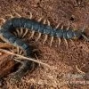 Viridis-Hundertfüßer, Scolopendra Viridis 1 Viridis-Hundertfüßer, Scolopendra Viridis -Interaquaristik Verkäufe Viridis Hundertfuesser Scolopendra viridis2 2