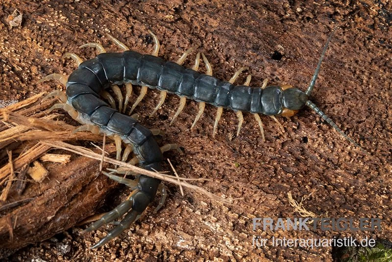 Viridis-Hundertfüßer, Scolopendra viridis Viridis-Hundertfüßer, Scolopendra Viridis -Interaquaristik Verkäufe Viridis Hundertfuesser Scolopendra viridis2 2