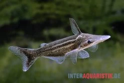 Vittatus-Wels, Ageneiosus Vittatus