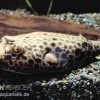 Wabenkugelfisch, Tetraodon Duboisi -Interaquaristik Verkäufe Wabenkugelfisch Tetraodon duboisi