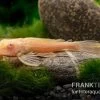Wabenschilderwels Albino, Glyptoperichthys Gibbiceps -Interaquaristik Verkäufe Wabenschilderwels albino Glyptoperichthys gibbiceps 1