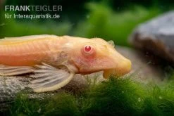 Wabenschilderwels Albino, Glyptoperichthys Gibbiceps -Interaquaristik Verkäufe Wabenschilderwels albino Glyptoperichthys gibbiceps 2