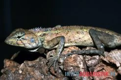 Waldgarteneidechse, Calotes Emma -Interaquaristik Verkäufe Waldgarteneidechse Calotes emma2